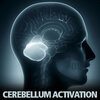 Store_CerebellumActivation.jpg Store_CerebellumActivation.jpg