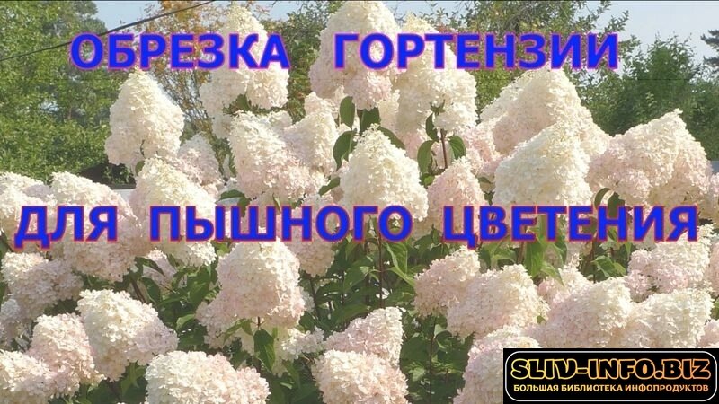 1791436527283.jpg 1791436527283.jpg