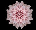 flower-caruna-buubs.jpg